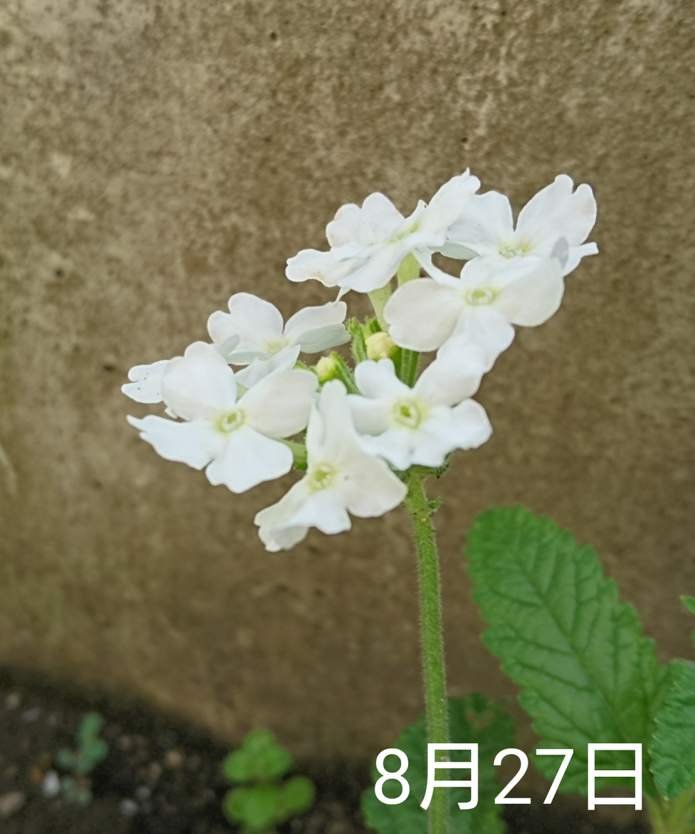 ①バーベナ 種から リベンジ中    8月25日  開花