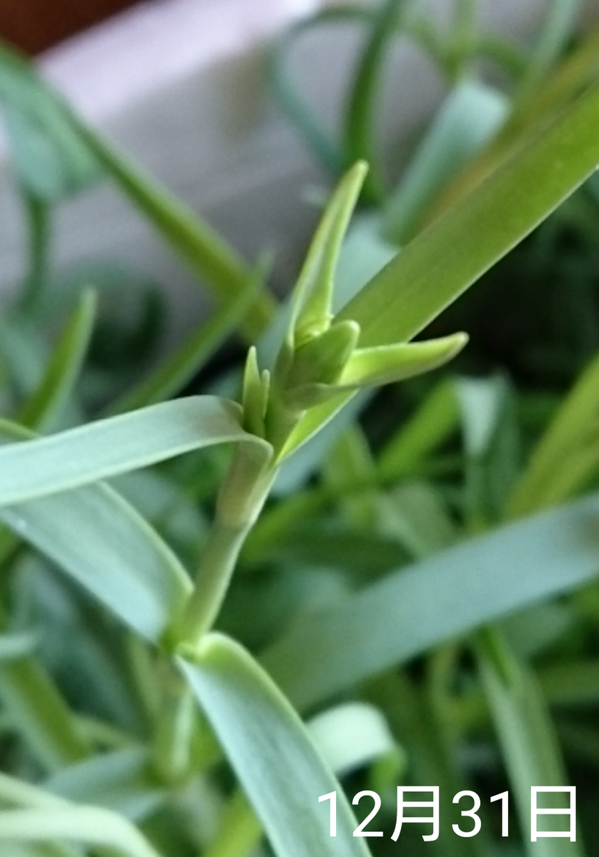 1🌼カーネーション 種から 夏まき    12月31日   これは何だろう？