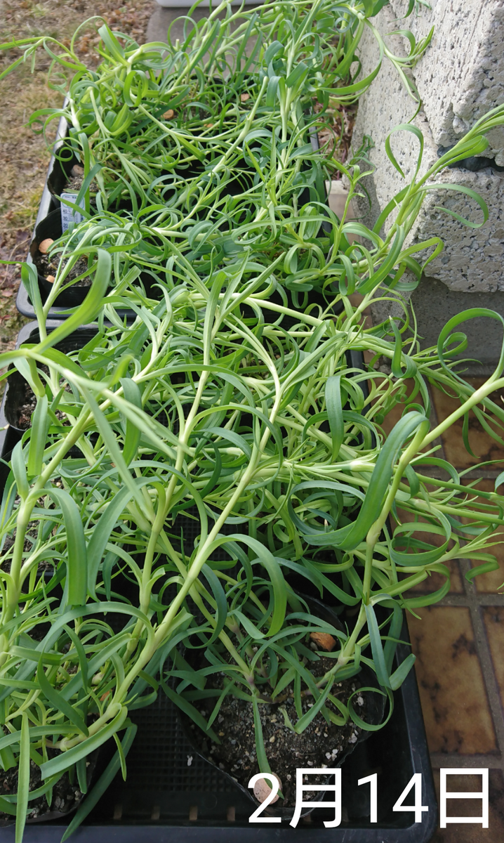 1🌼カーネーション 種から 夏まき    同日   玄関組  日光浴中