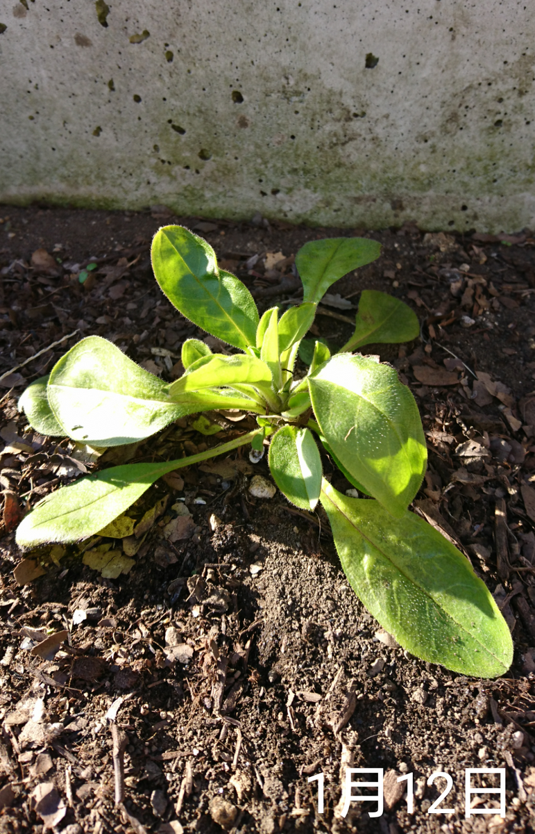 わすれな草  種から2度目の春へ    1月12日   寒風の乾燥