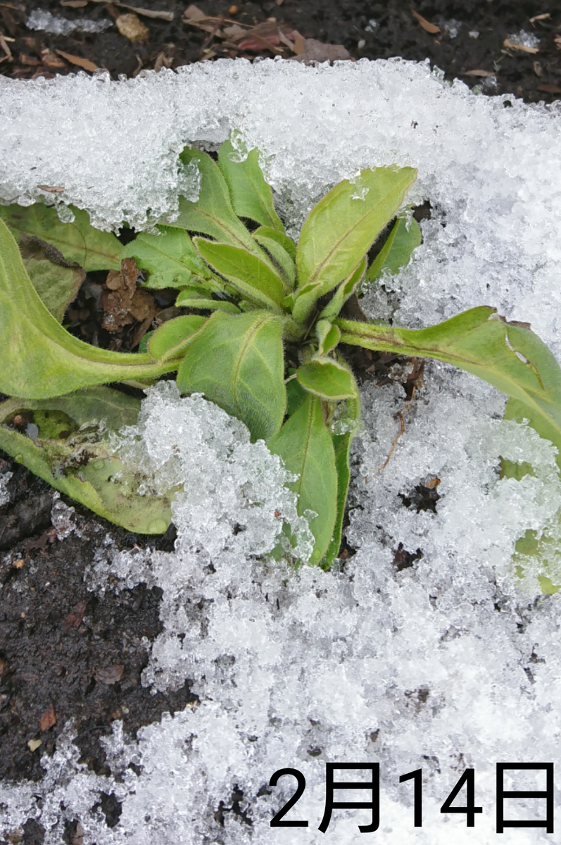 わすれな草  種から2度目の春へ    2月14日   半年経過