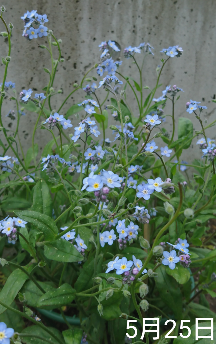 わすれな草  種から2度目の春へ  5月25日 開花中