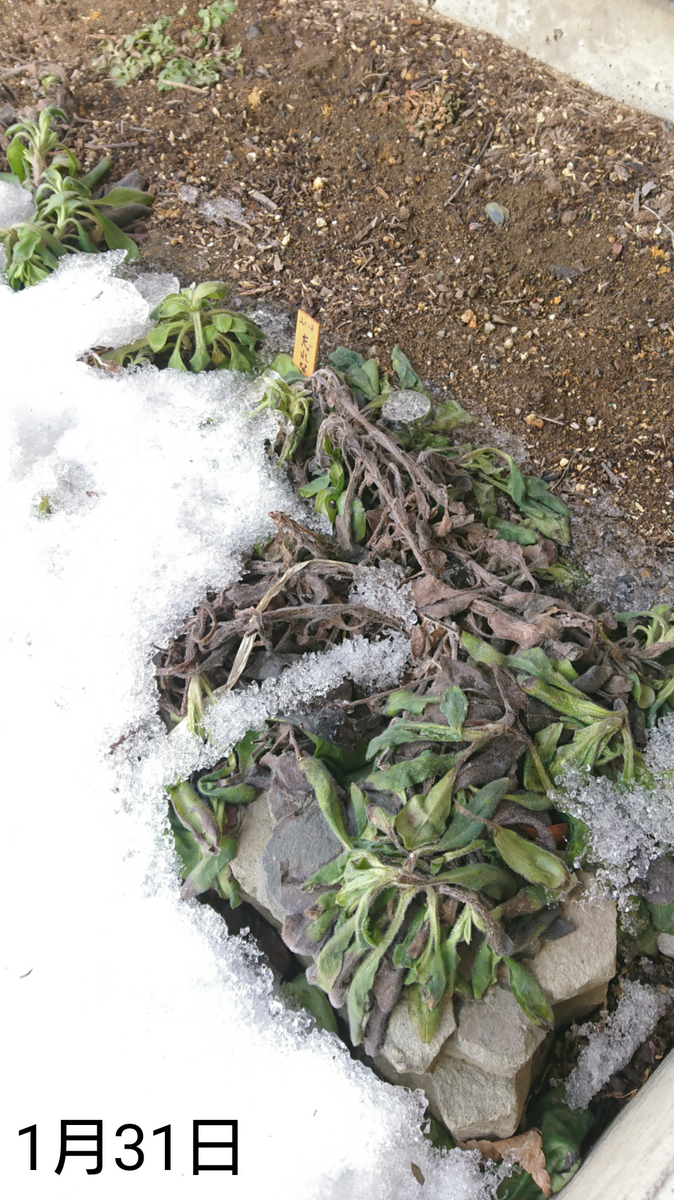 わすれな草  種から2度目の春へ  2019年1月31日