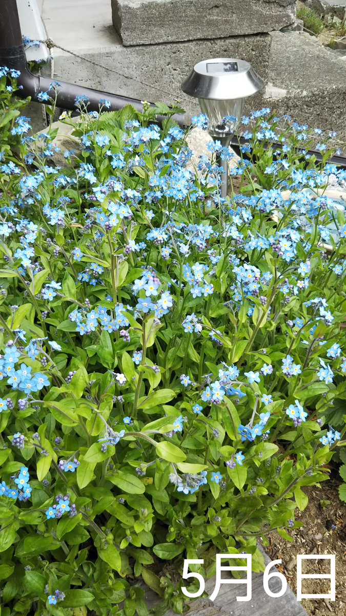 わすれな草  種から2度目の春へ 消えた そだレポ終了