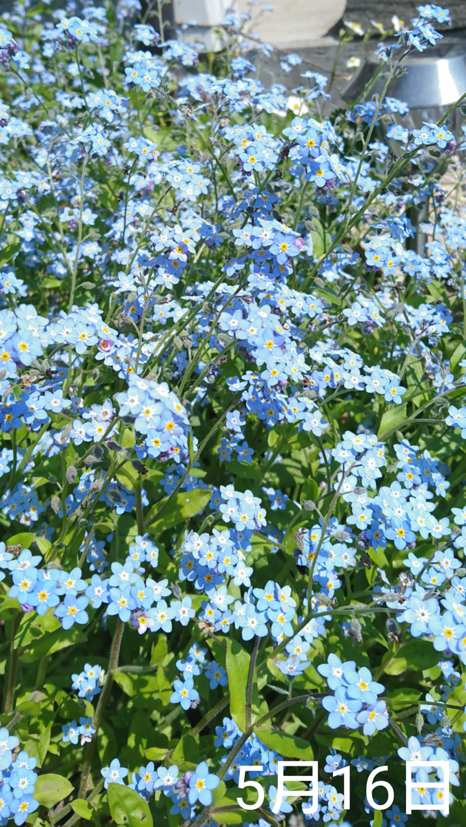 わすれな草  種から2度目の春へ こぼれ達 満開