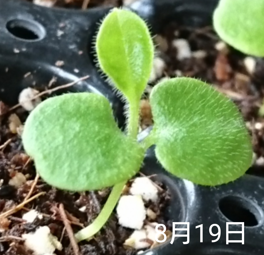 わすれな草  種から2度目の春へ     8月19日   本葉