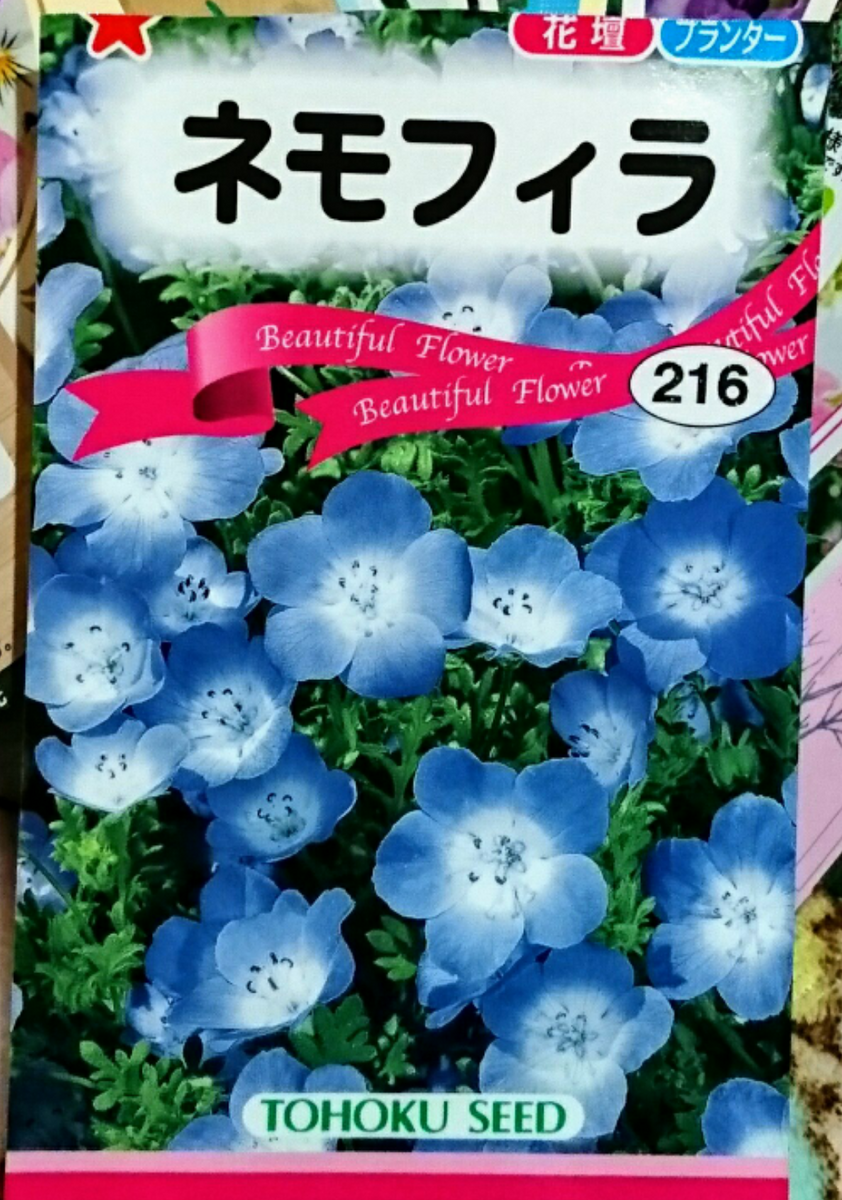 ネモフィラ  種から 秋まき2017    9月3日   発根