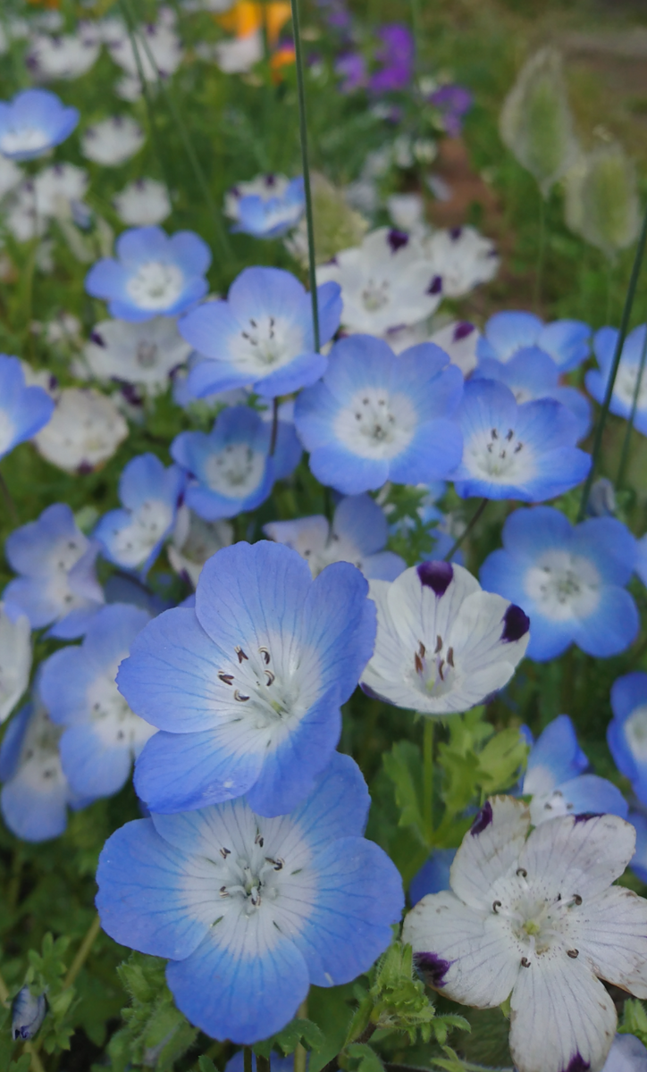 ネモフィラ  種から 秋まき2017 🌼秋まきのまとめ🌼