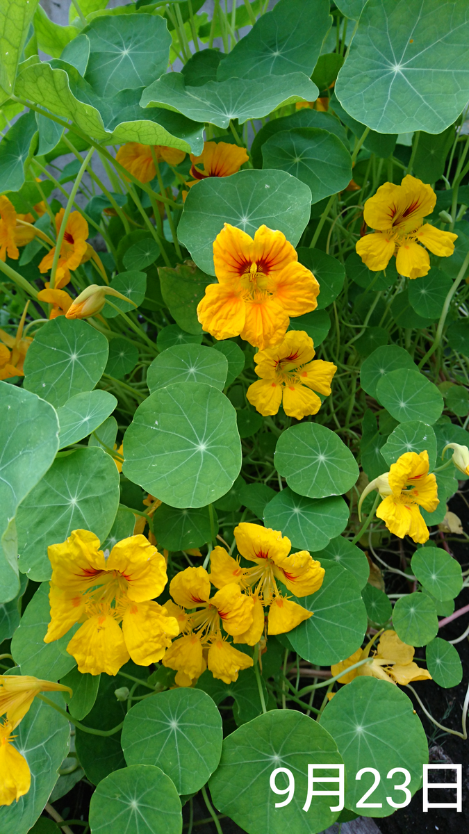 ナスタチウム  種から    9月23日  花ざかりになってきた