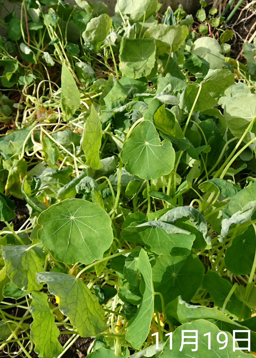 ナスタチウム  種から    11月19日   寒さで萎びる