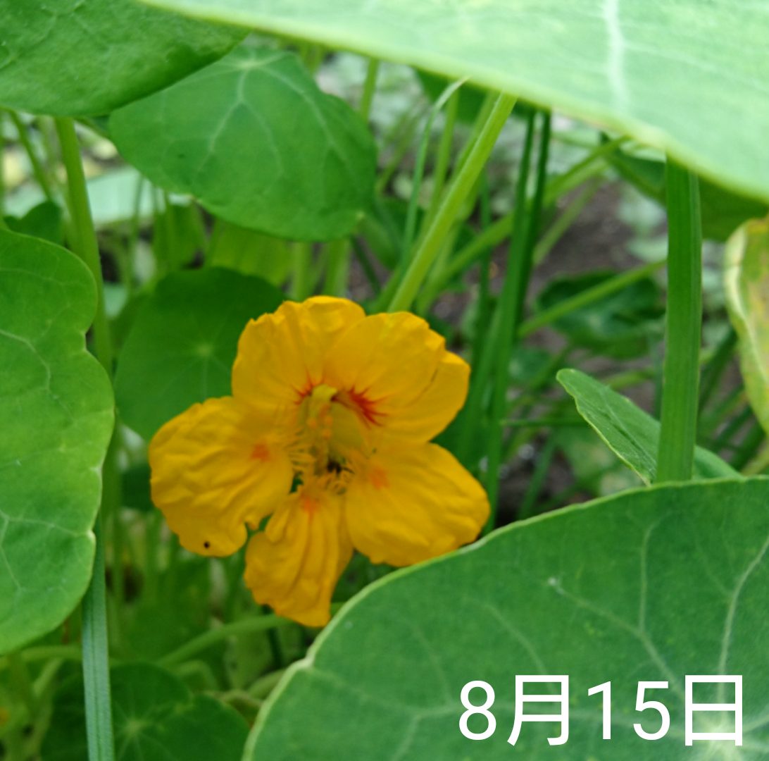 ナスタチウム  種から    8月15日   ひっそり開花