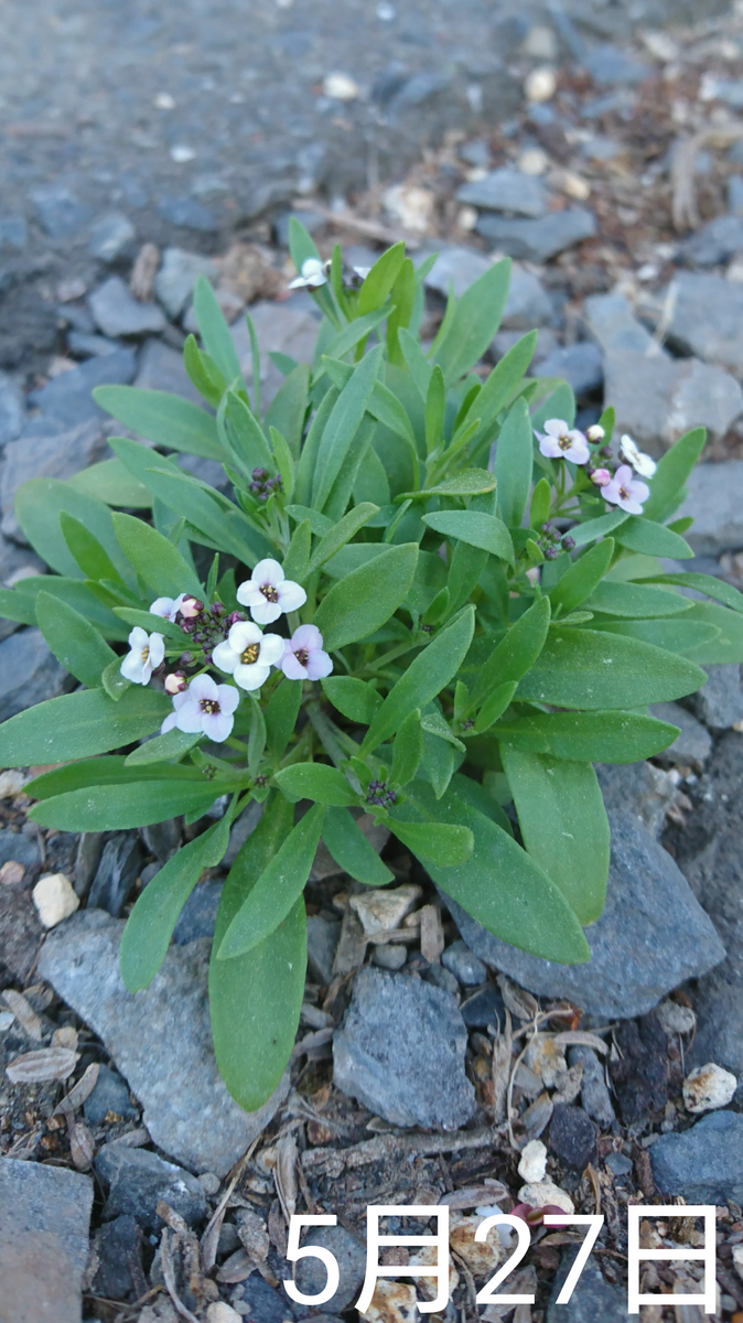 スイートアリッサム 種から 2019早春 全ての場所に花がつく