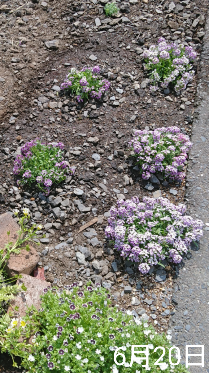 スイートアリッサム 種から 2019早春 3ヵ所植え直しをする