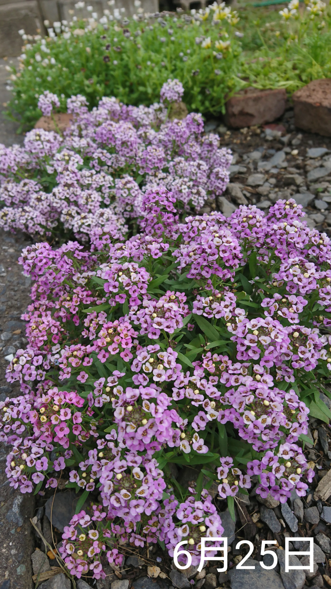 スイートアリッサム 種から 2019早春 花盛りの時の写真