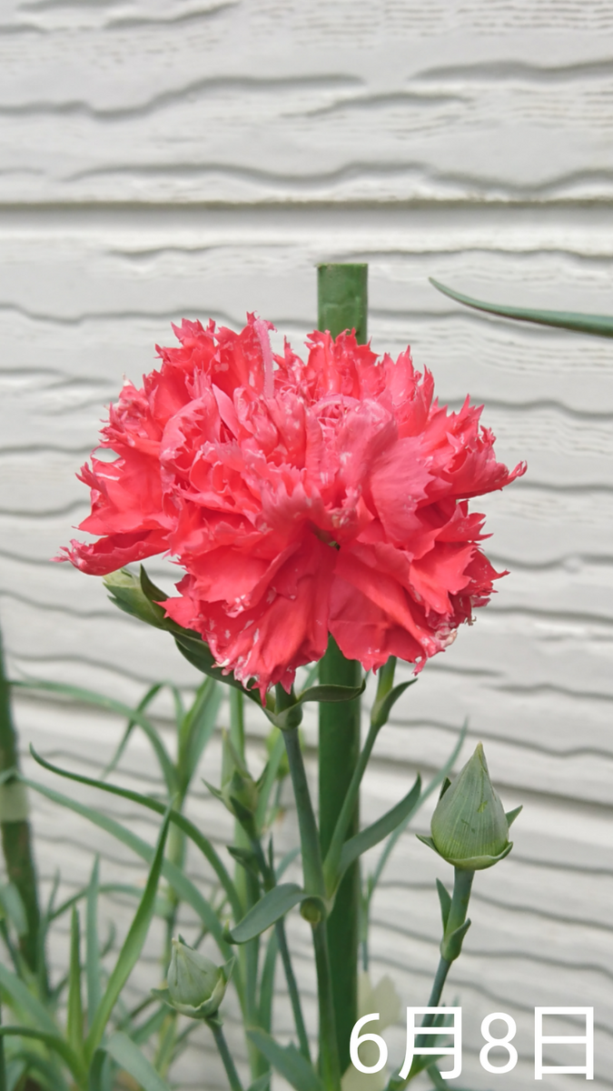 2🌼カーネーション 種から 夏まき   咲いている様子