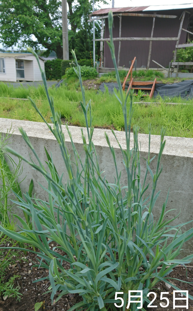 2🌼カーネーション 種から 夏まき   外で地植え組 5月25日