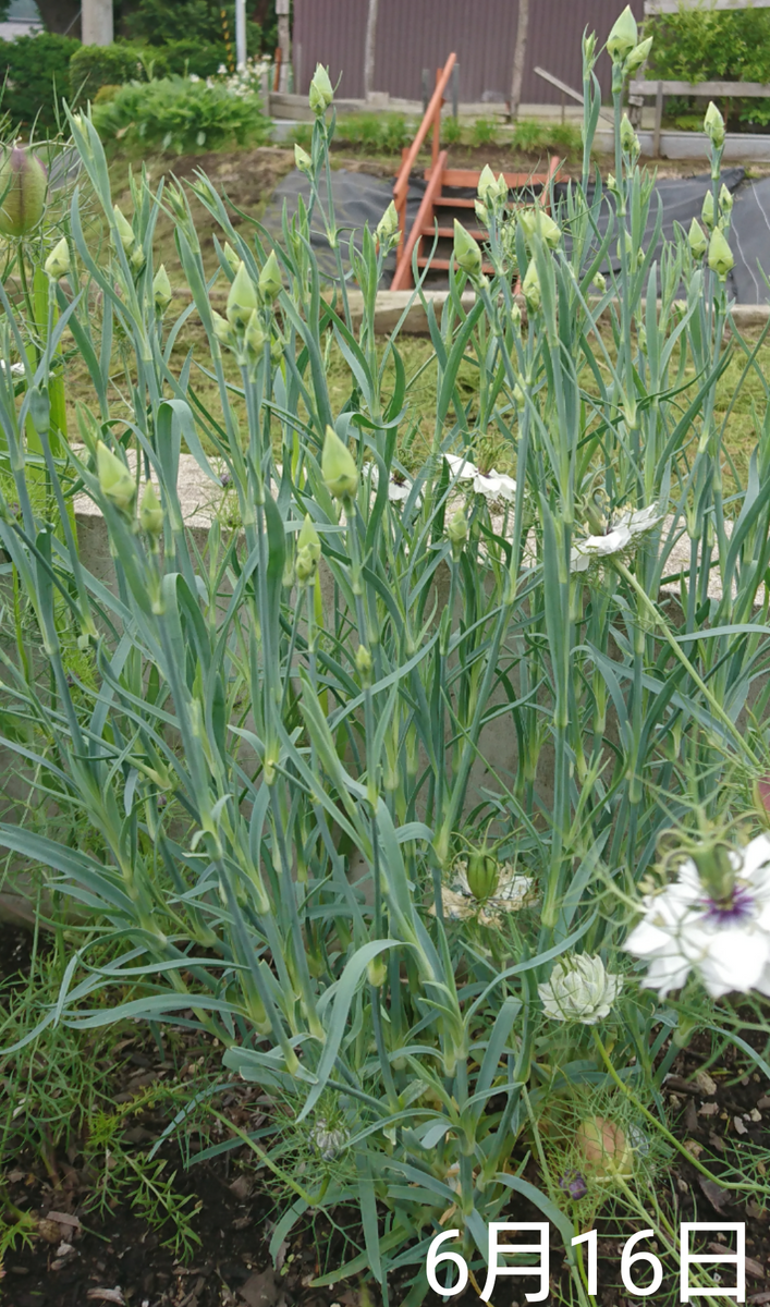 2🌼カーネーション 種から 夏まき   地植え組 1株がデカイ