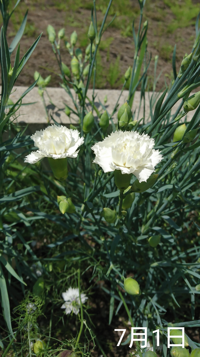 2🌼カーネーション 種から 夏まき   地植え組 白花