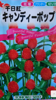 4色の千日紅 種から19初夏まき By しまモン センニチコウの栽培記録 育て方 そだレポ みんなの趣味の園芸