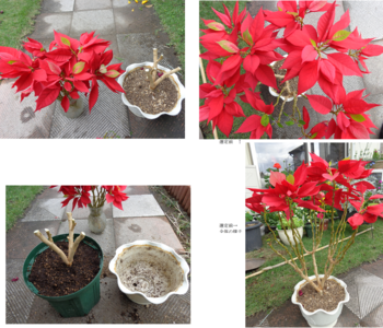 大きな葉で姿の良い真っ赤なポインセチア By やっぱり花が好き そだレポ みんなの趣味の園芸