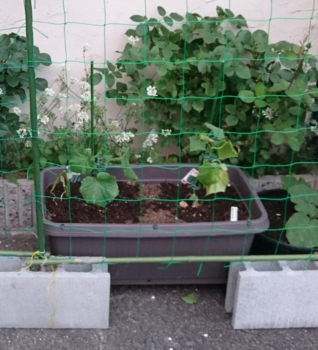きゅうりのグリーンカーテン By よしの キュウリの栽培記録 育て方 そだレポ みんなの趣味の園芸