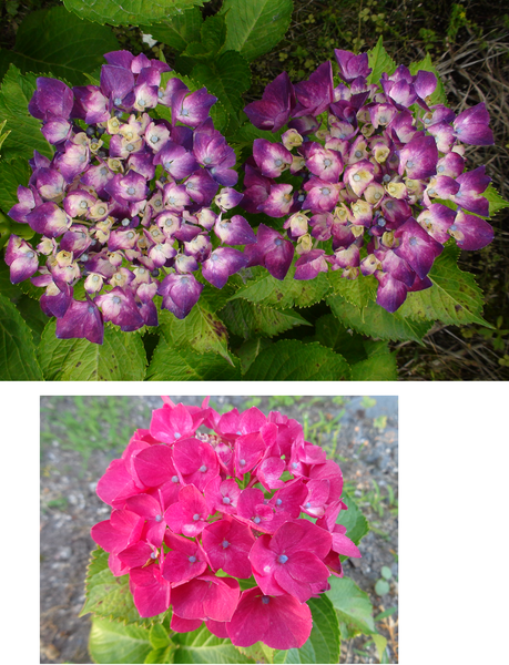 赤アジサイ 18 5 29現在 16 6 11 紫陽花 のアルバム みんなの趣味の園芸