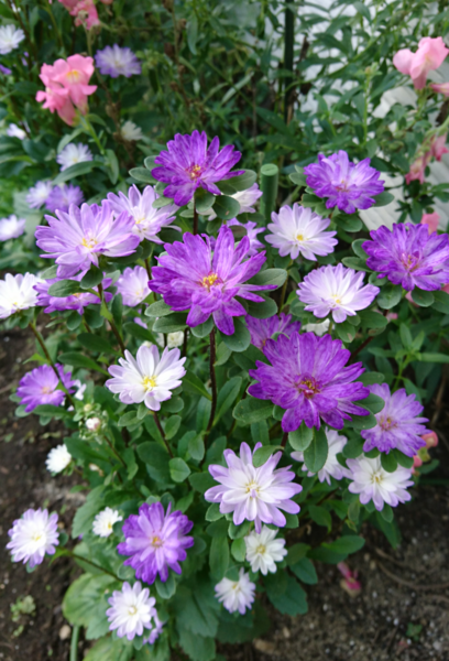 アスター 小輪タイプ 紫系 切り花向き 庭の草花 その他 のアルバム みんなの趣味の園芸