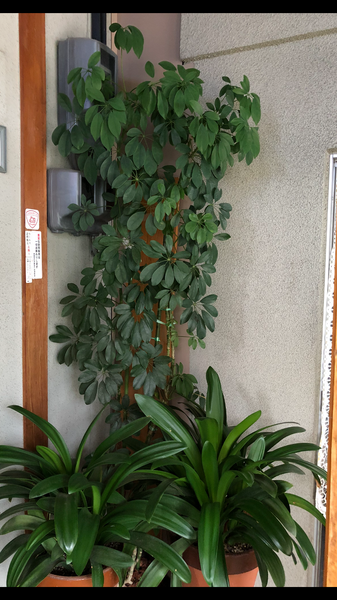 我が家の外玄関 玄関引き戸横 唯一 我が家の観葉植物たち のアルバム みんなの趣味の園芸