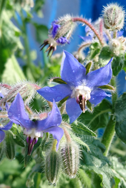 ボリジの青い花 みんなの趣味の園芸 Nhk出版 しまモン さんの園芸日記