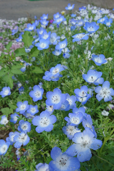 青い花 まだ咲いてない青系の花 みんなの趣味の園芸 Nhk出版 しまモン さんの園芸日記