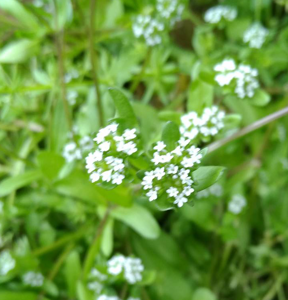 川端の野原で見つけた白い花の名前を教えてください 5ミリほ 園芸相談q A みんなの趣味の園芸