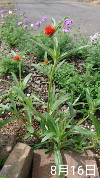 花壇に植えてから1ヵ月経過 4色の千日紅 種から19初夏まき そだレポ みんなの趣味の園芸