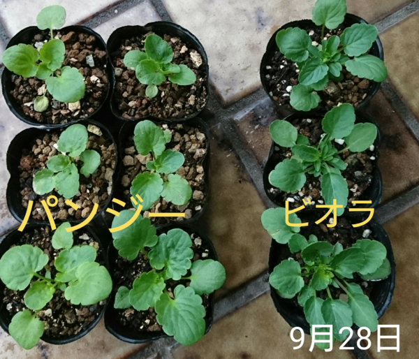 9月28日 葉っぱの形 パンジー ピカソ 種から そだレポ みんなの趣味の園芸