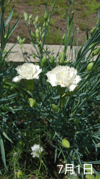 地植え組 白花 2 カーネーション 種から 夏まき そだレポ みんなの趣味の園芸